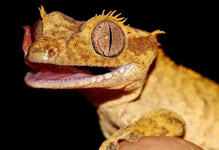 gordon-gecko