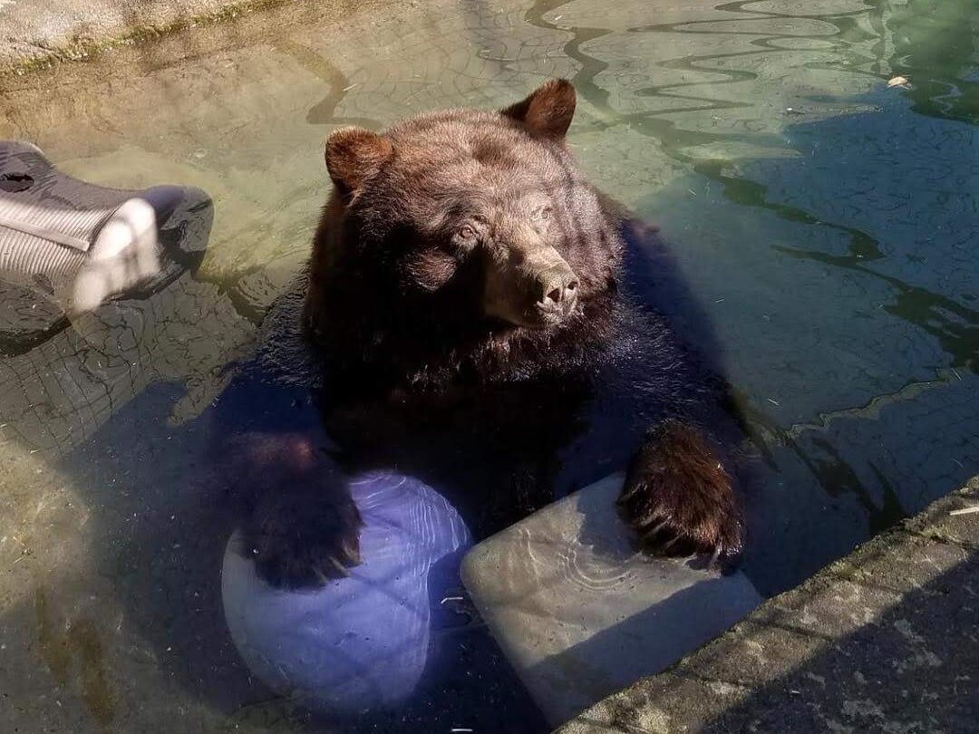 Bear playing in water with ball