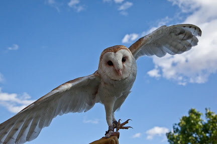 owl with wings spread out