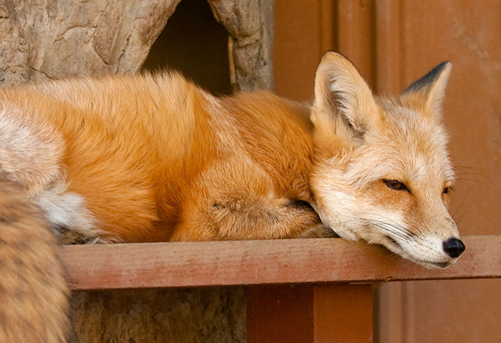 Canine-Red-Fox Canine-Red-Fox