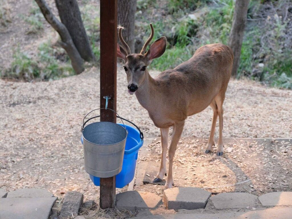 deer-at-bucket