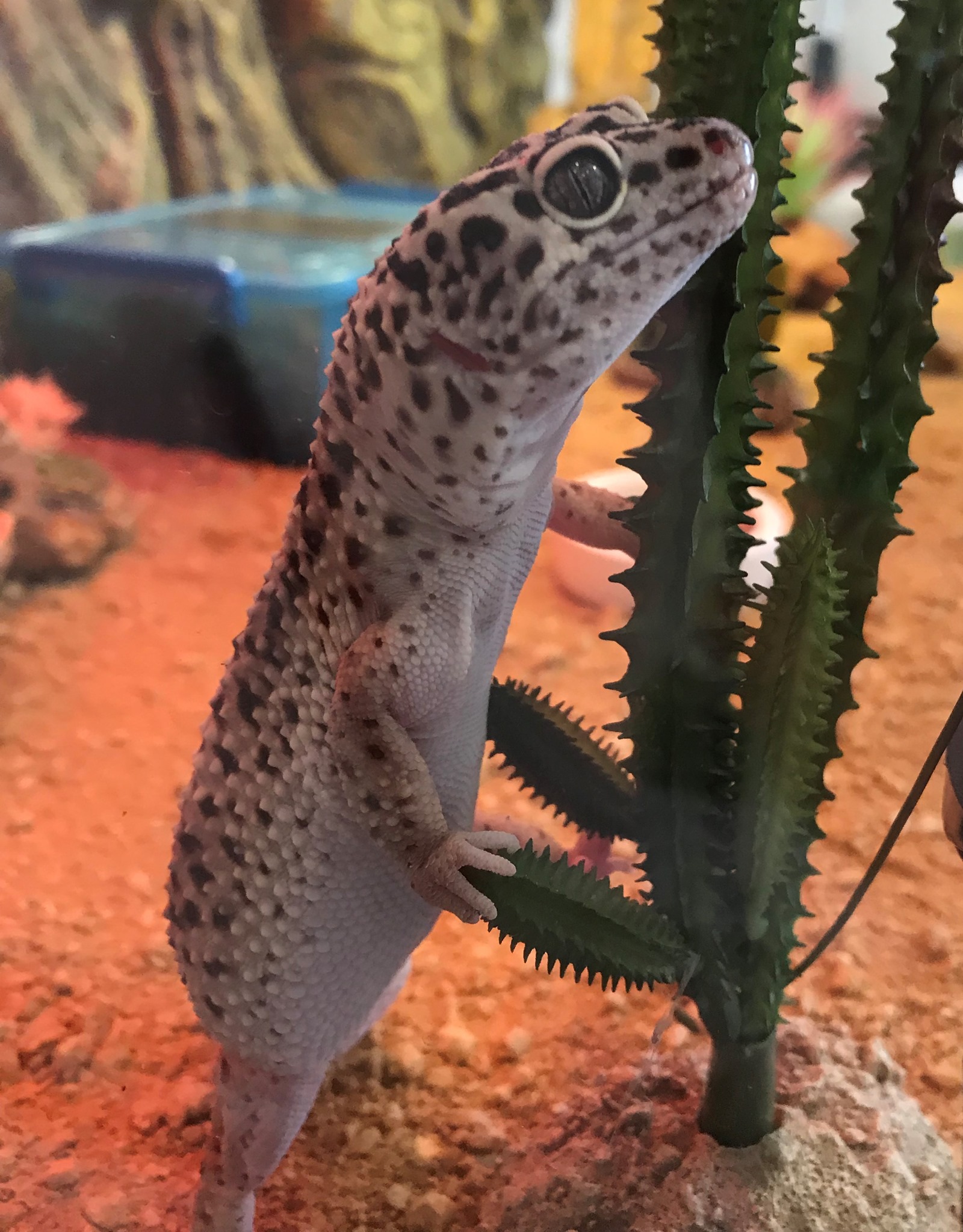 leopard-gecko