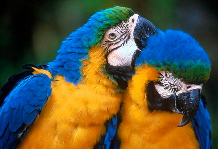macaws-lrg