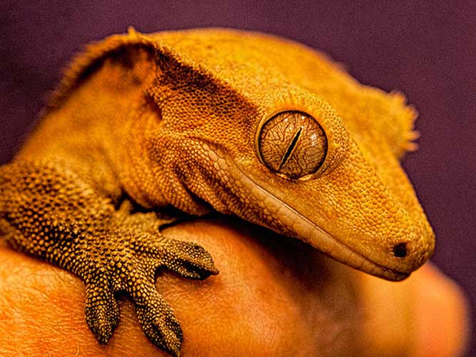reptiles-gecko reptiles-gecko