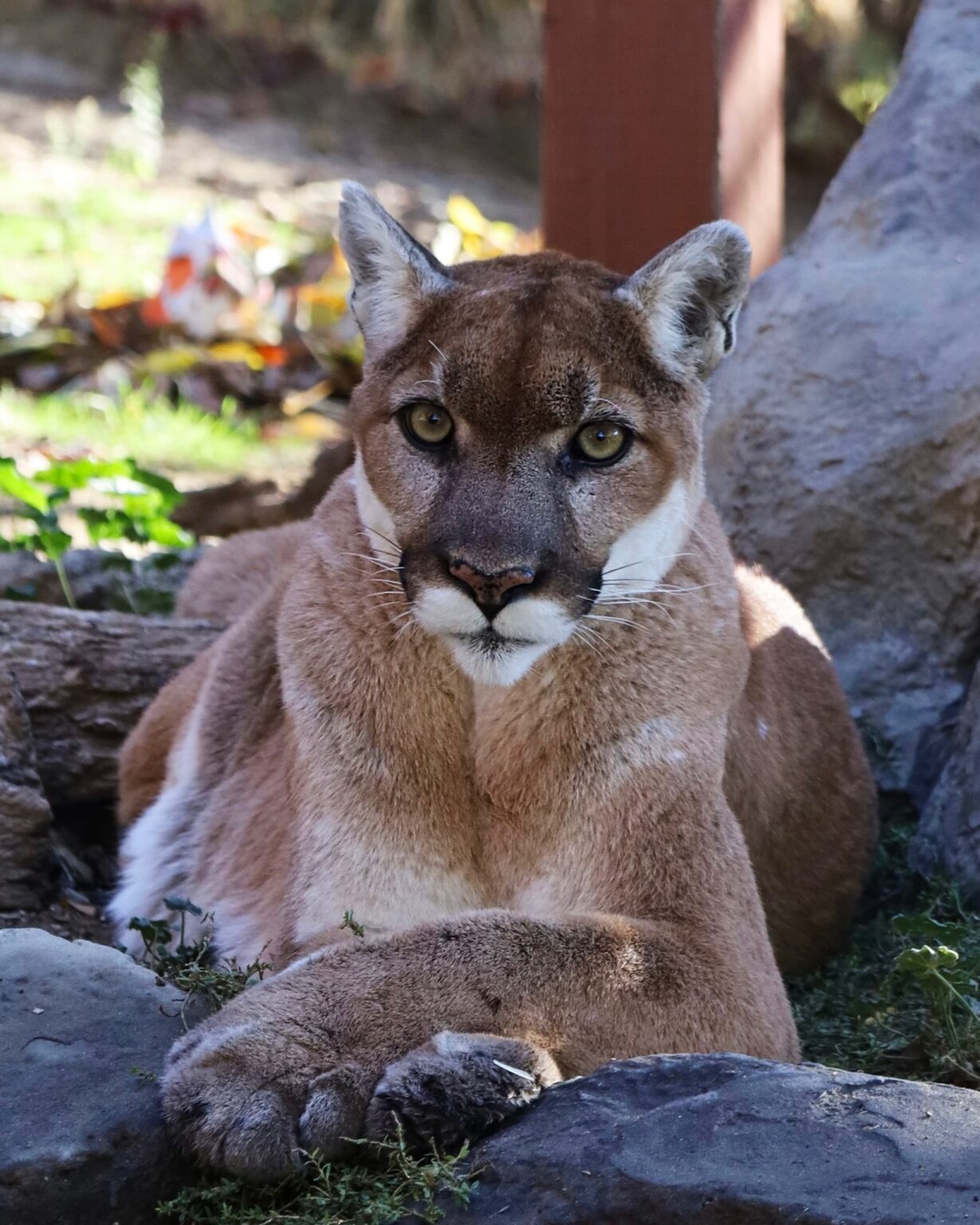 Feline - Friends of the Folsom Zoo Sanctuary