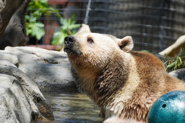 Eurasian Brown Bear