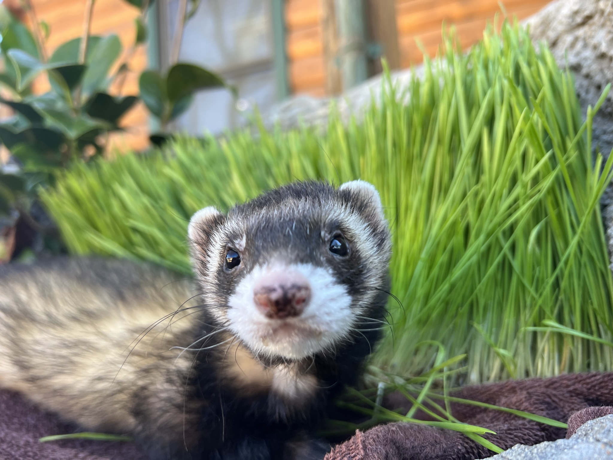 FerretDay