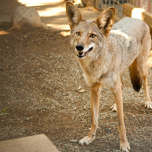 Canine-Coyote-Folsom-City-Zoo