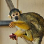 bg-folsom-sacramento-squirrel-monkey